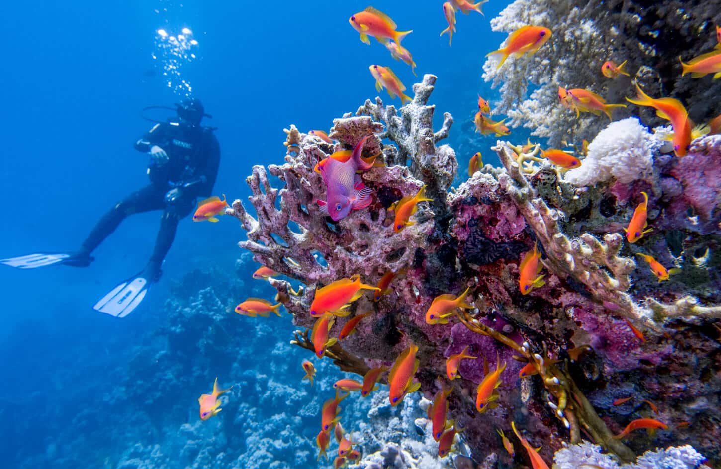 Buzo explorando arrecifes de coral y peces en el Mar Rojo.