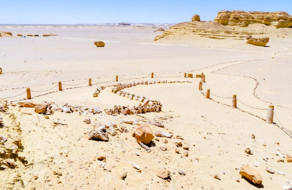 Viaje de un día a Wadi El Hitan y safari en Fayoum desde El Cairo
